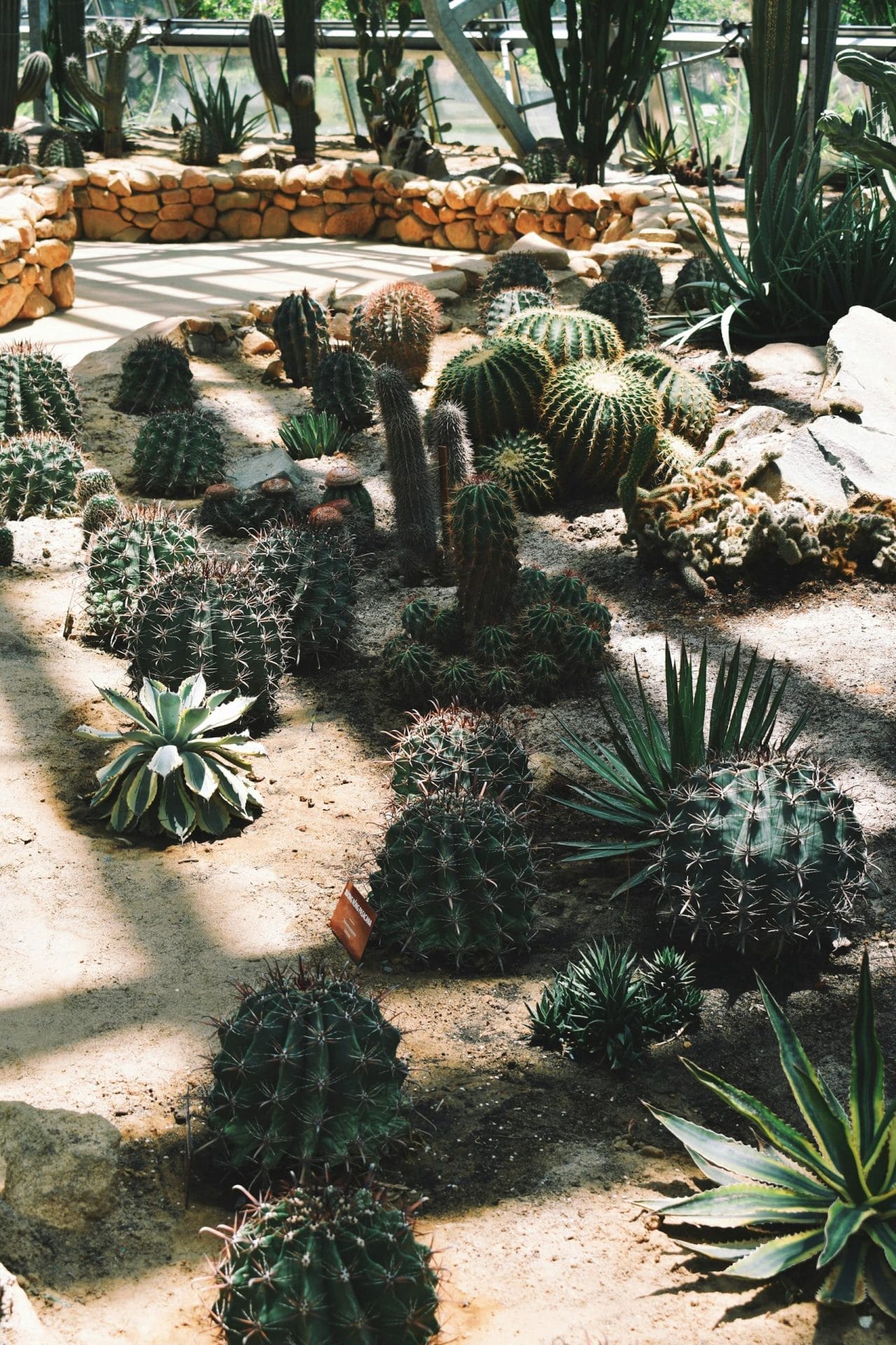 Green Cacti Plants