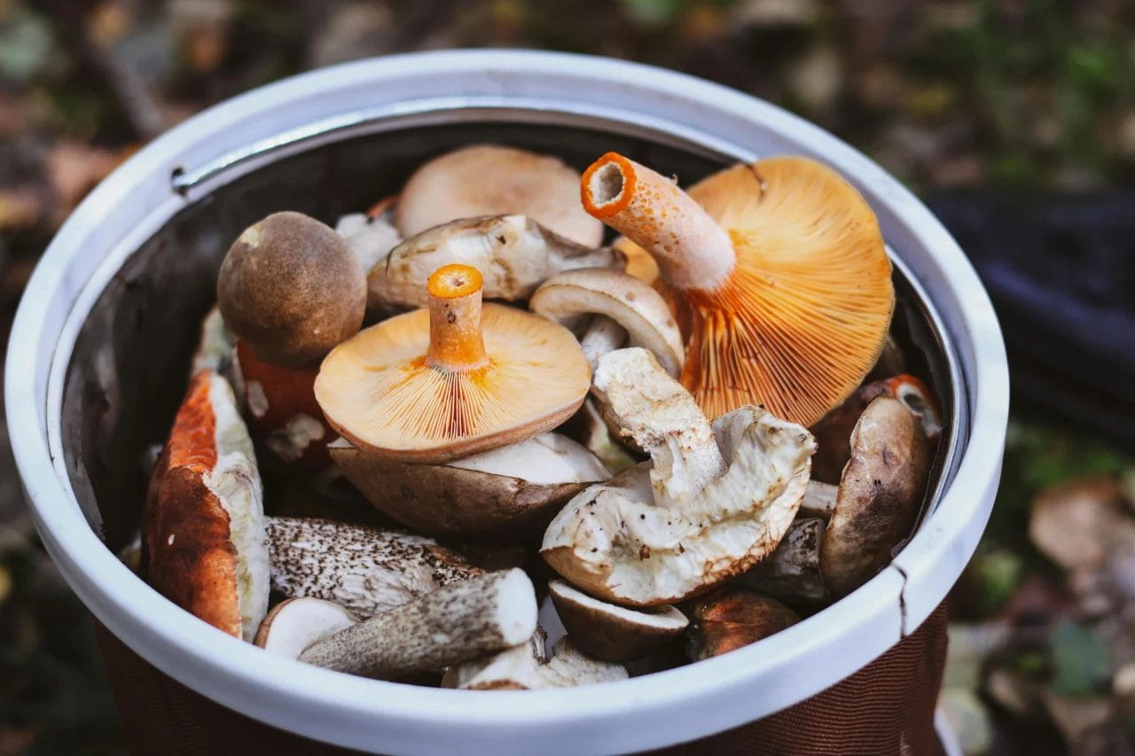 Les secrets pour sécher et conserver les cèpes naturellement